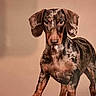 dog, dachshund, pet, animal, mottled_coat, ears, alert, standing, portrait, brown, black, beige_background, canine, fur, young_dog, looking_at_camera, domestic_animal, short_legs, indoor, closeup