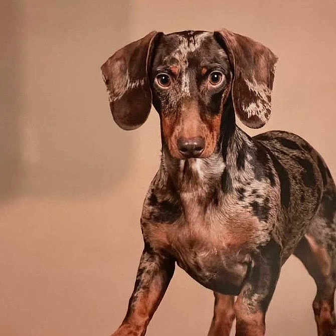 Sirius participe au concours pour gagner de l'argent avec cette photo : dog, dachshund, pet, animal, mottled_coat, ears, alert, standing, portrait, brown, black, beige_background, canine, fur, young_dog, looking_at_camera, domestic_animal, short_legs, indoor, closeup