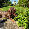 Sirius participe au concours pour gagner de l'argent avec cette photo : dog, dachshund, pet, outdoor, garden, greenery, plants, wooden_bench, sunlight, grass, nature, flower, berries, leaves, summer, animal, sniffing, closeup, mammal, daytime
