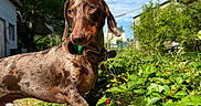 Sirius a rejoint le concours — aidez-le/la à gagner de superbes lots ! dachshund, dog, outdoor, greenery, plants, berries, wooden_plank, sunlight, blue_sky, clouds, collar, pet, nature, grass, summer, sunny, garden, animal, canine, portrait