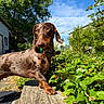dachshund, dog, outdoor, greenery, plants, berries, wooden_plank, sunlight, blue_sky, clouds, collar, pet, nature, grass, summer, sunny, garden, animal, canine, portrait