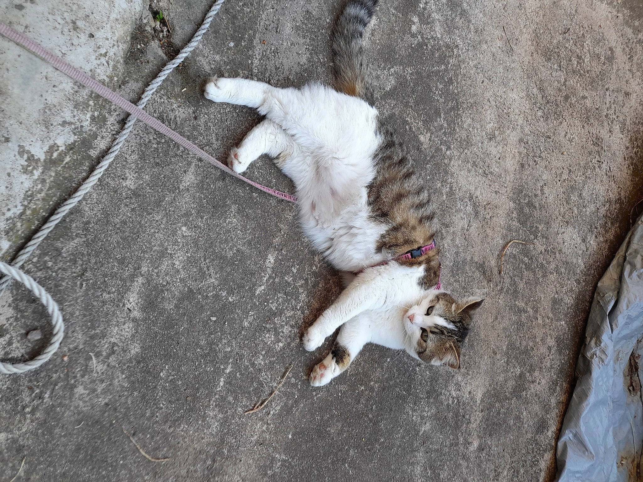 Crevette participe au concours pour gagner de l'argent avec cette photo : asphalt, canidae, carnivore, claw, concrete, dog_breed, fawn, felidae, flooring, fur, grey, paw, road_surface, sidewalk, small_to_medium_sized_cats, snout, sporting_group, street_dog, tail, wood