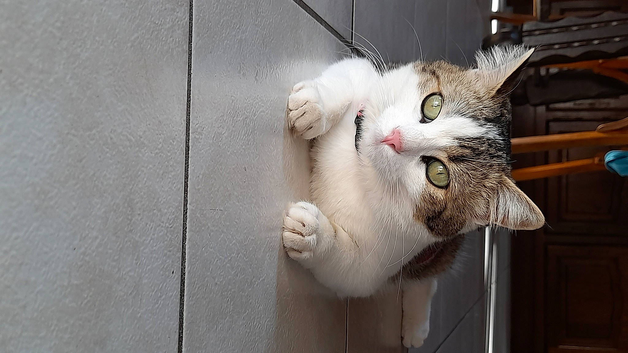 Crevette participe au concours pour gagner de l'argent avec cette photo : animal_shelter, carnivore, cat, claw, domestic_short_haired_cat, door, fang, felidae, fur, grey, paw, small_to_medium_sized_cats, snout, tail, whiskers