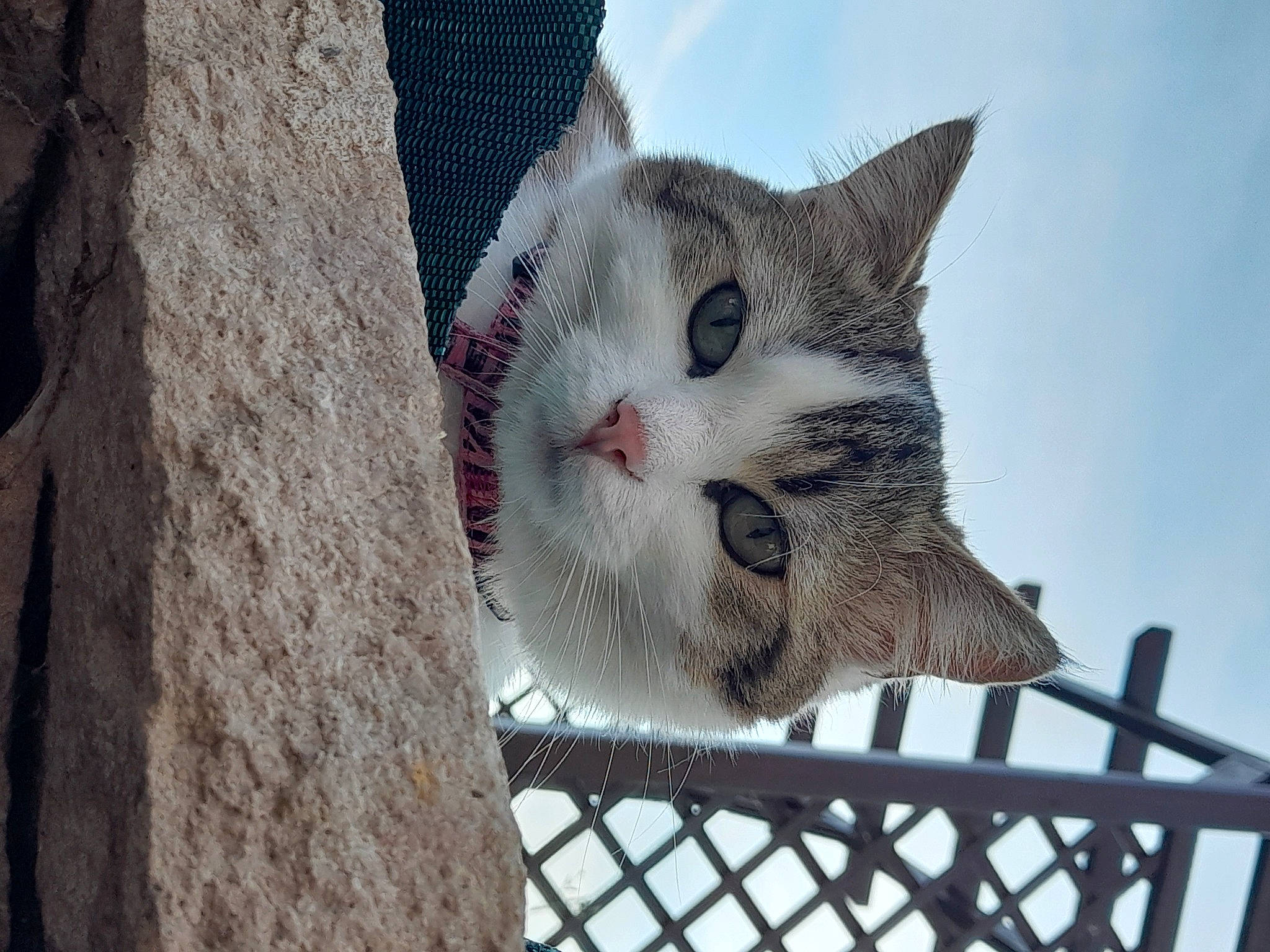 Crevette a rejoint le concours — aidez-le/la à gagner de superbes lots ! carnivore, cat, concrete, domestic_short_haired_cat, felidae, fence, fur, pattern, paw, plant, sky, small_to_medium_sized_cats, snout, tail, terrestrial_animal, tree, twig, whiskers, window, wood