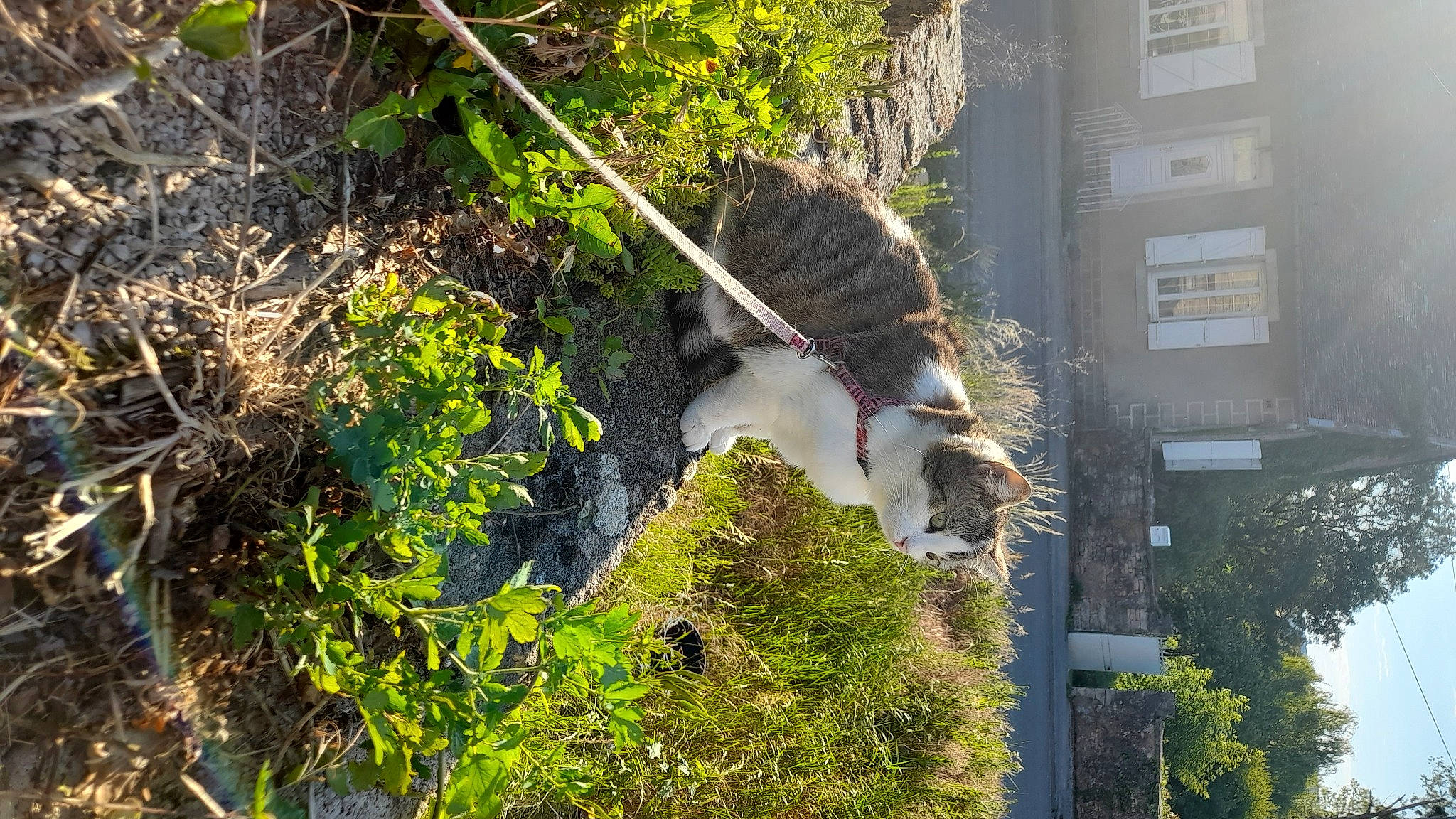 Crevette participe au concours pour gagner de l'argent avec cette photo : biome, branch, building, cat, condominium, facade, felidae, grass, leaf, plant, rock, shrub, sunlight, tail, tower_block, tree, trunk, twig, urban_design, window