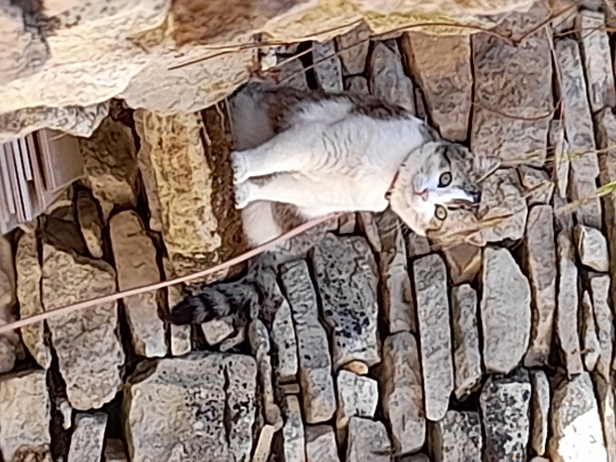 Crevette a rejoint le concours — aidez-le/la à gagner de superbes lots ! art, bedrock, brick, cobblestone, facade, felidae, flagstone, flooring, fur, geology, landscape, metal, pattern, rock, sculpture, soil, statue, stone_wall, trunk, wood