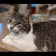 Simon joined the competition — help win amazing prizes! animal, cat, closeup, cute, domestic_cat, ears, eyes, feline, fur, gray_cat, household, indoor, mammal, pet, portrait, relaxed, resting, tabletop, whiskers, white_cat
