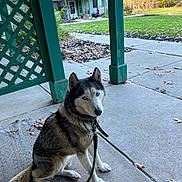 Sierra joined the competition — help win amazing prizes! dog, siberian_husky, blue_eyes, leash, porch, rug, concrete, house, autumn, leaves, outdoor, pet, animal, fence, green, trees, daylight, nature, sitting, collar