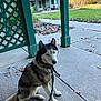 dog, siberian_husky, blue_eyes, leash, porch, rug, concrete, house, autumn, leaves, outdoor, pet, animal, fence, green, trees, daylight, nature, sitting, collar