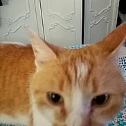 Maya participe au concours pour gagner de l'argent avec cette photo : animal, blurry, cabinet, cat, close_range, close_up, curious, domestic_cat, ears, face, fur, furniture, home, indoor, orange_cat, patterned_surface, pet, unfocused, whiskers, white_cat