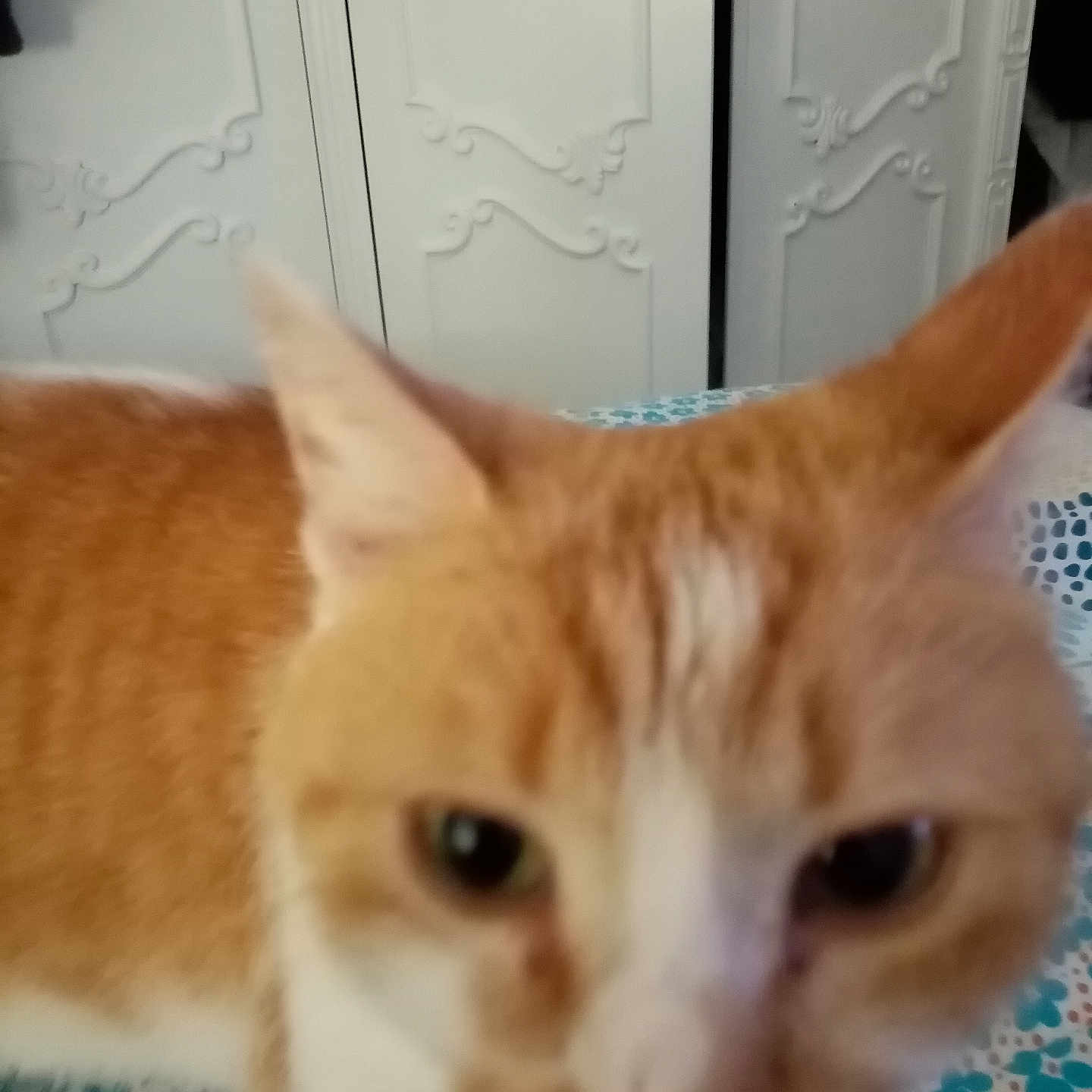 Maya participe au concours pour gagner de l'argent avec cette photo : animal, blurry, cabinet, cat, close_range, close_up, curious, domestic_cat, ears, face, fur, furniture, home, indoor, orange_cat, patterned_surface, pet, unfocused, whiskers, white_cat