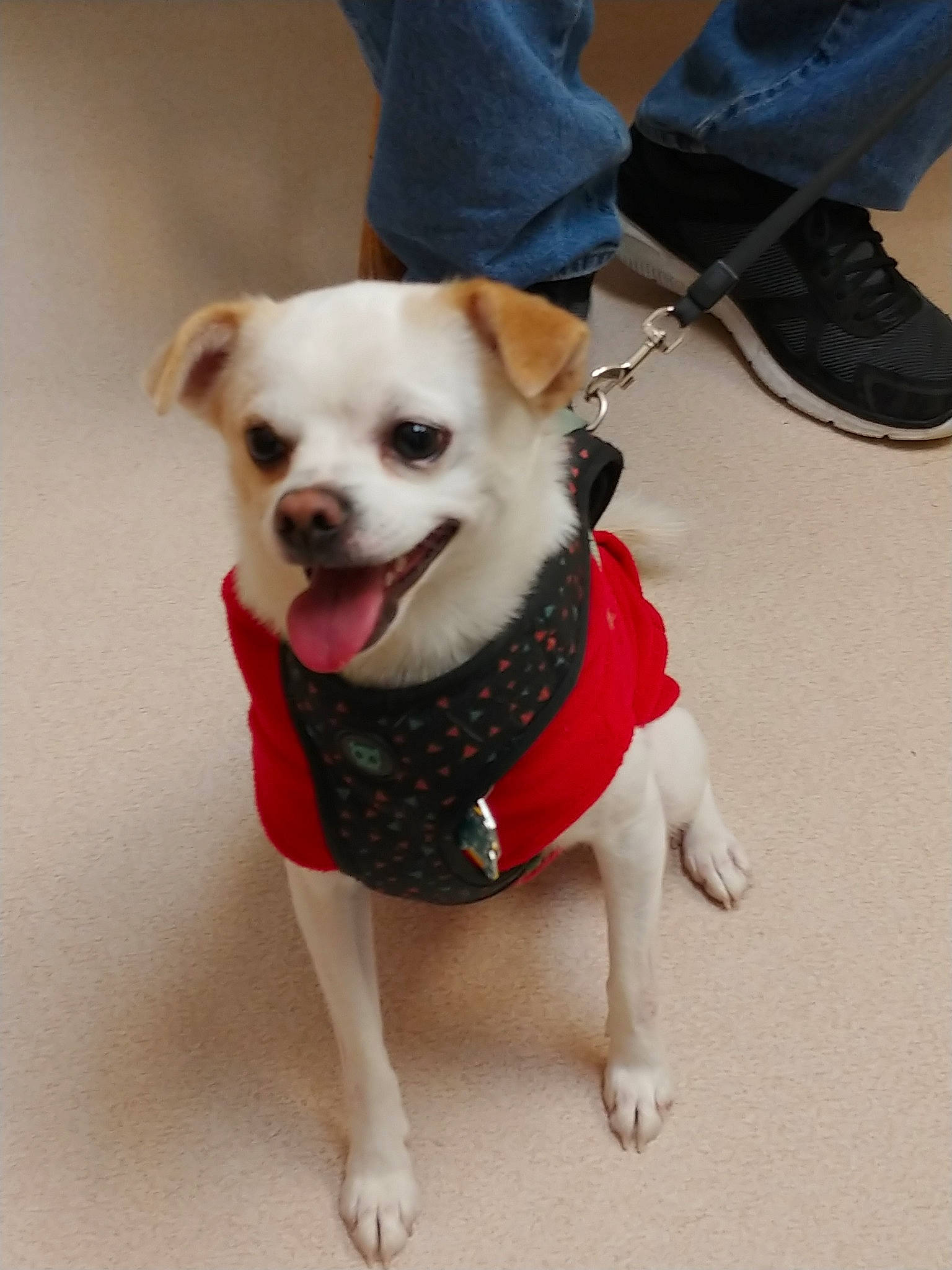 Herbie is registered to the contest to win money with this photo: canidae, carnivore, chihuahua, companion_dog, dog, dog_breed, dog_clothes, dog_collar, dog_supply, fashion_accessory, fawn, leash, mammal, puppy, snout, sporting_group, tail, toy_dog