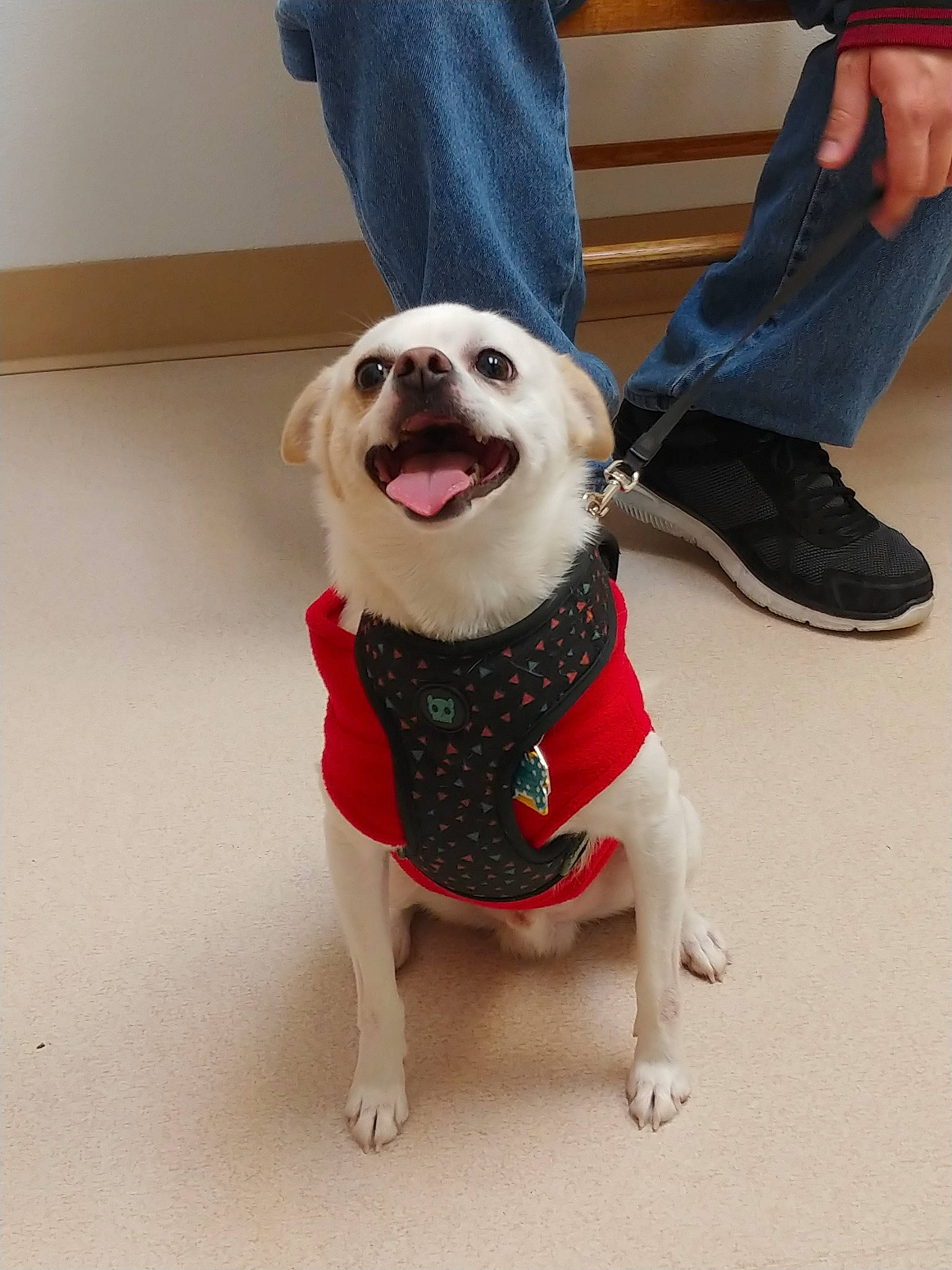 Herbie is registered to the contest to win money with this photo: canidae, carnivore, companion_dog, costume, dog, dog_breed, dog_clothes, dog_supply, fawn, fur, leash, mammal, pug, puppy, puppy_love, snout, sporting_group, toy_dog