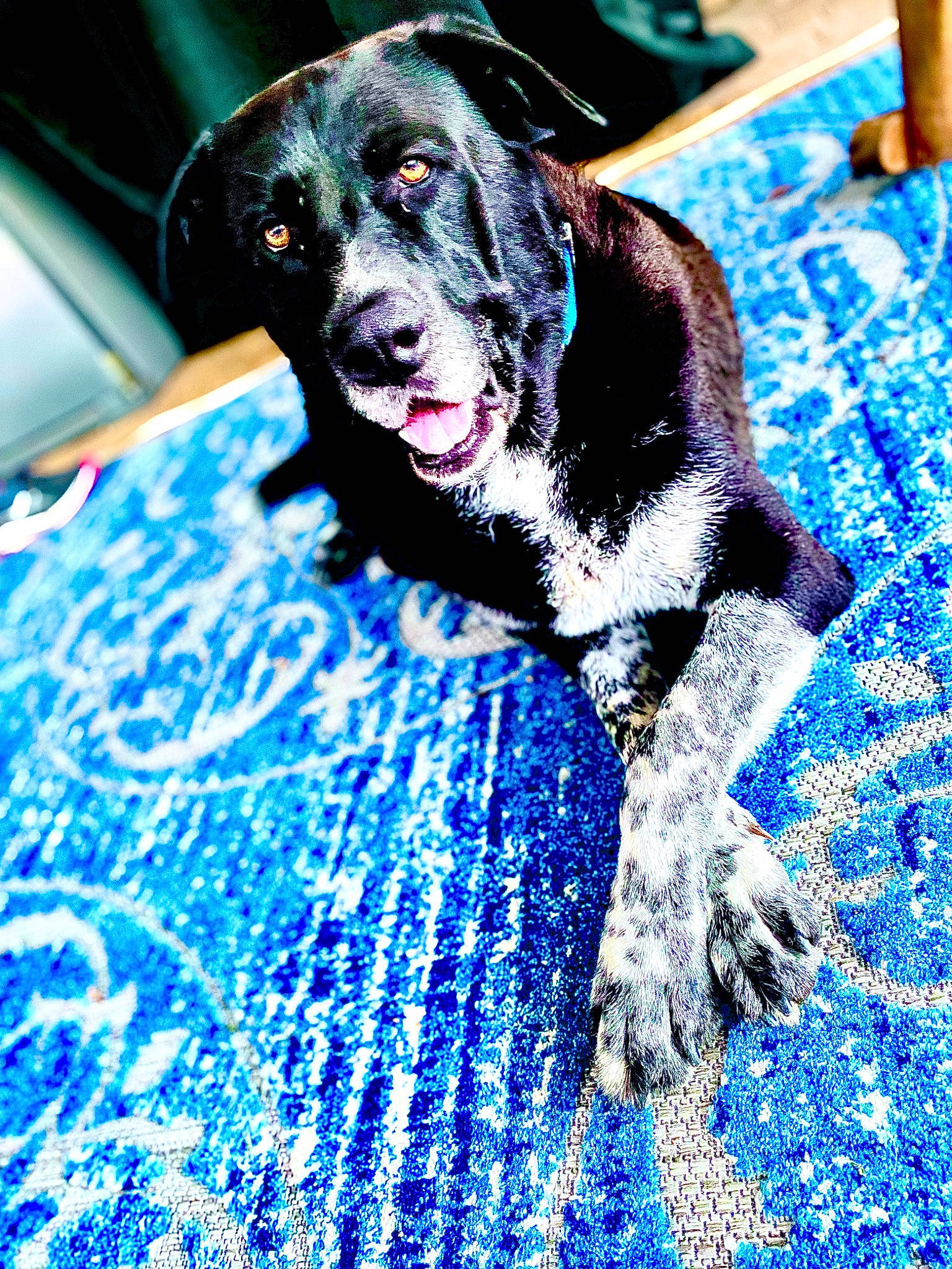 Chief is registered to the contest to win money with this photo: blue, borador, canidae, carmine, carnivore, collar, companion_dog, dog, dog_breed, dog_collar, dog_supply, electric_blue, fur, guard_dog, gun_dog, pet_supply, puppy, sporting_group, working_animal, working_dog