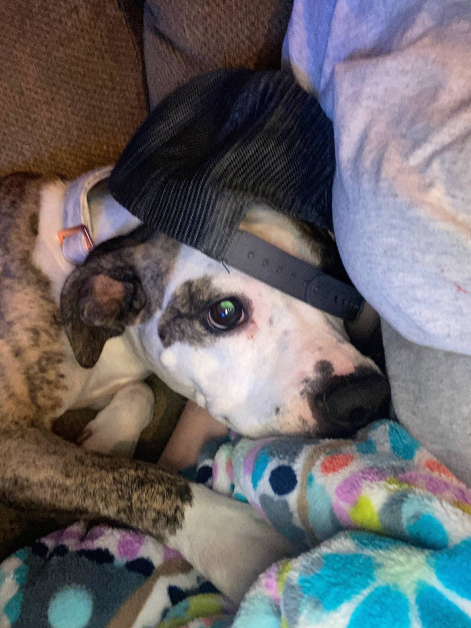 Opal joined the competition — help win amazing prizes! blanket, canidae, carnivore, comfort, companion_dog, couch, dog, dog_breed, fawn, fur, linens, non_sporting_group, pattern, snout, sporting_group, whiskers, working_animal