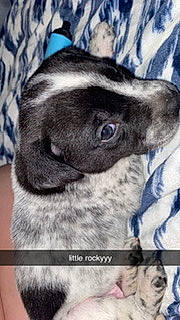 Rocky is registered to the contest to win money with this photo: ancient_dog_breeds, canidae, carnivore, collar, companion_dog, dog, dog_breed, ear, electric_blue, fawn, fur, liver, non_sporting_group, pug, puppy, terrestrial_animal, whiskers, wildlife, working_animal, wrinkle