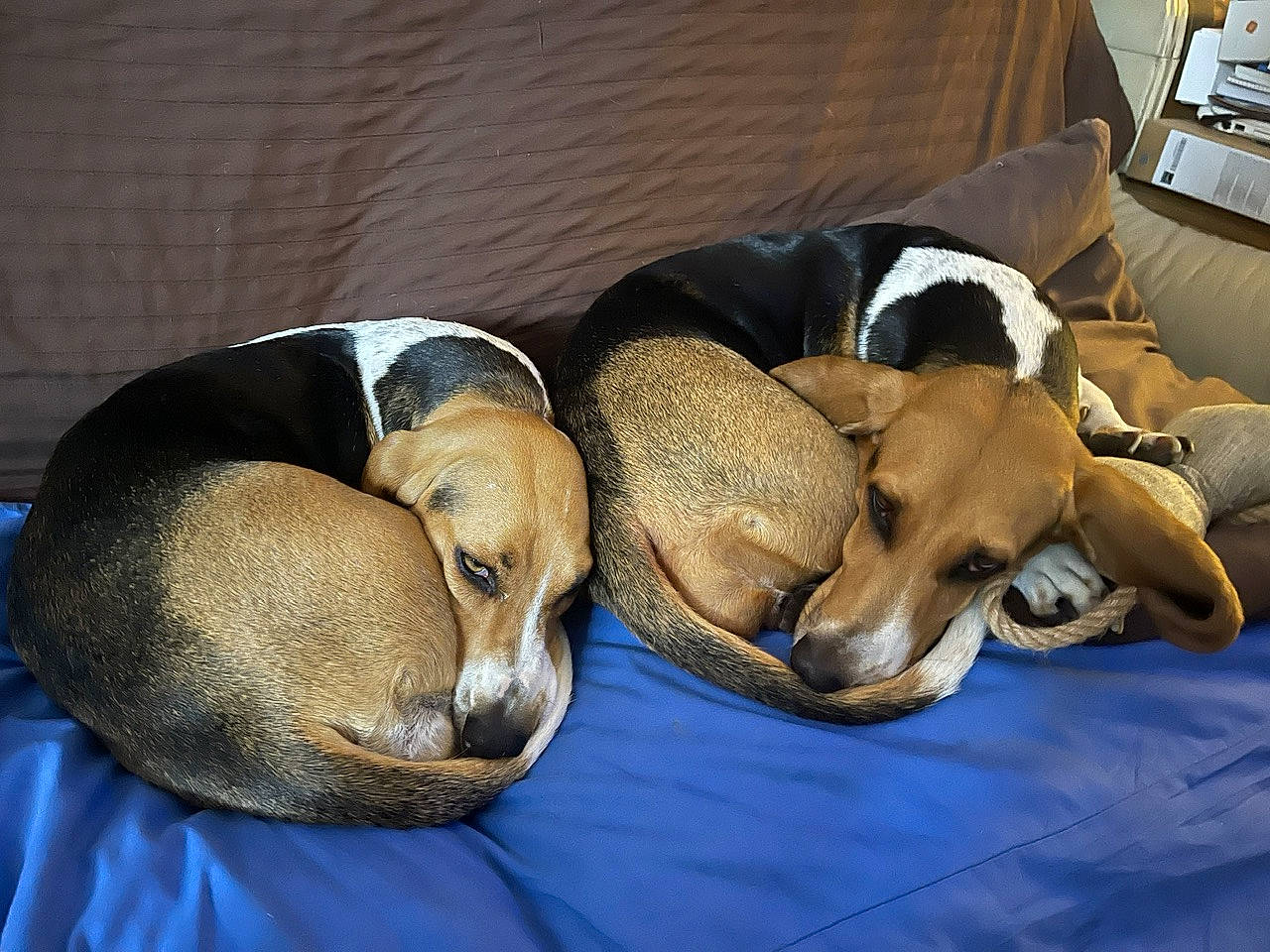 Olsen Et Shyva a rejoint le concours — aidez-le/la à gagner de superbes lots ! canidae, carnivore, comfort, companion_dog, dog, dog_breed, fawn, fur, hound, nap, scent_hound, sleep, snout, sporting_group, terrestrial_animal, working_animal