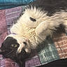bed, black_and_white, cat, cozy, cute, domestic_animal, foot, fur, green_eyes, indoor, lying_down, paw, pet, quilt, relaxed, resting, sock, striped_pattern, textile, whiskers