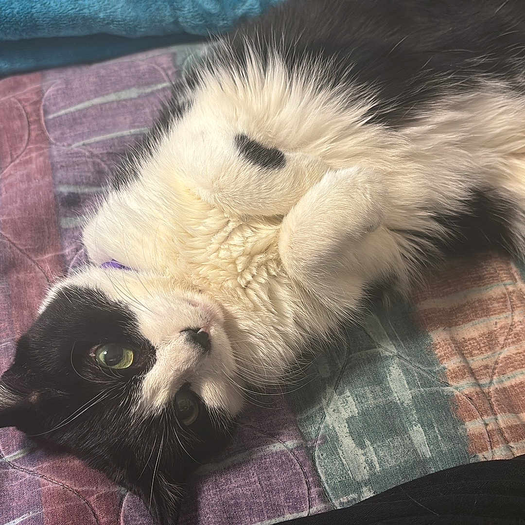 Gabby
