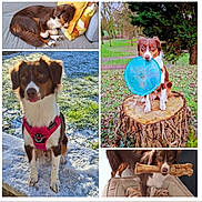 Ava a rejoint le concours — aidez-le/la à gagner de superbes lots ! dog, brown_and_white, frisbee, bone, snow, outdoor, indoor, couch, tree_stump, pet, canine, sleeping, playing, harness, grass, leaves, close_up, portrait, chewing, resting