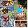 dog, brown_and_white, frisbee, bone, snow, outdoor, indoor, couch, tree_stump, pet, canine, sleeping, playing, harness, grass, leaves, close_up, portrait, chewing, resting