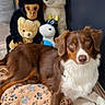 Ava a rejoint le concours — aidez-le/la à gagner de superbes lots ! dog, brown, white, plush_toys, monkey_toy, bear_toy, cow_toy, dog_toy, pet_bed, blanket, indoor, floor, animal, canine, cute, relaxed, looking_at_camera, soft_toys, cozy, home