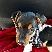 Ayin a rejoint le concours — aidez-le/la à gagner de superbes lots ! adorable, animal, black, blanket, brown, close_up, companion, cute, dog, ears, friend, fur, harness, indoor, nose, pet, puppy, small, white, young