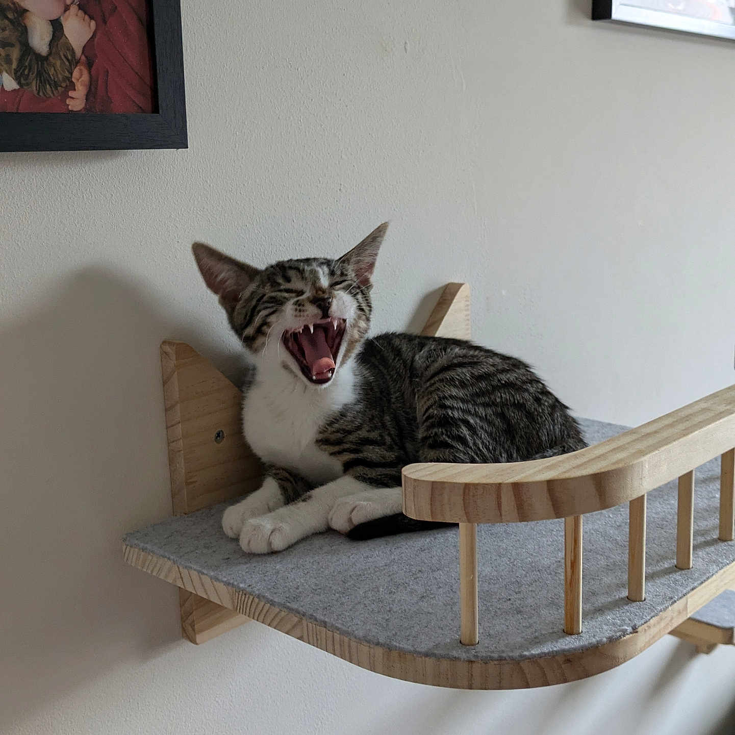 Ozzy joined the competition — help win amazing prizes! animal, architecture, baby, bed, building, canine, cat, couch, face, furniture, head, indoors, kitten, livingroom, person, pet, plywood, room, shelf, wood