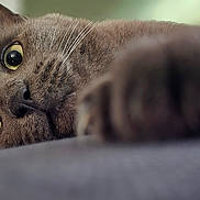 Orion participe au concours pour gagner de l'argent avec cette photo : animal, blurred_background, cat, close_up, cozy, curious, cute, domestic_cat, feline, focus_on_eyes, fur, indoor, lying_down, paw, pet, portrait, relaxed, soft_light, whiskers, yellow_eyes