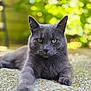 Orion participe au concours pour gagner de l'argent avec cette photo : animal, bokeh, cat, closeup, daylight, ears, eyes, feline, fur, garden, gray_cat, greenery, lying_down, nature, outdoor, pebble_ground, pet, relaxed, serious_expression, whiskers