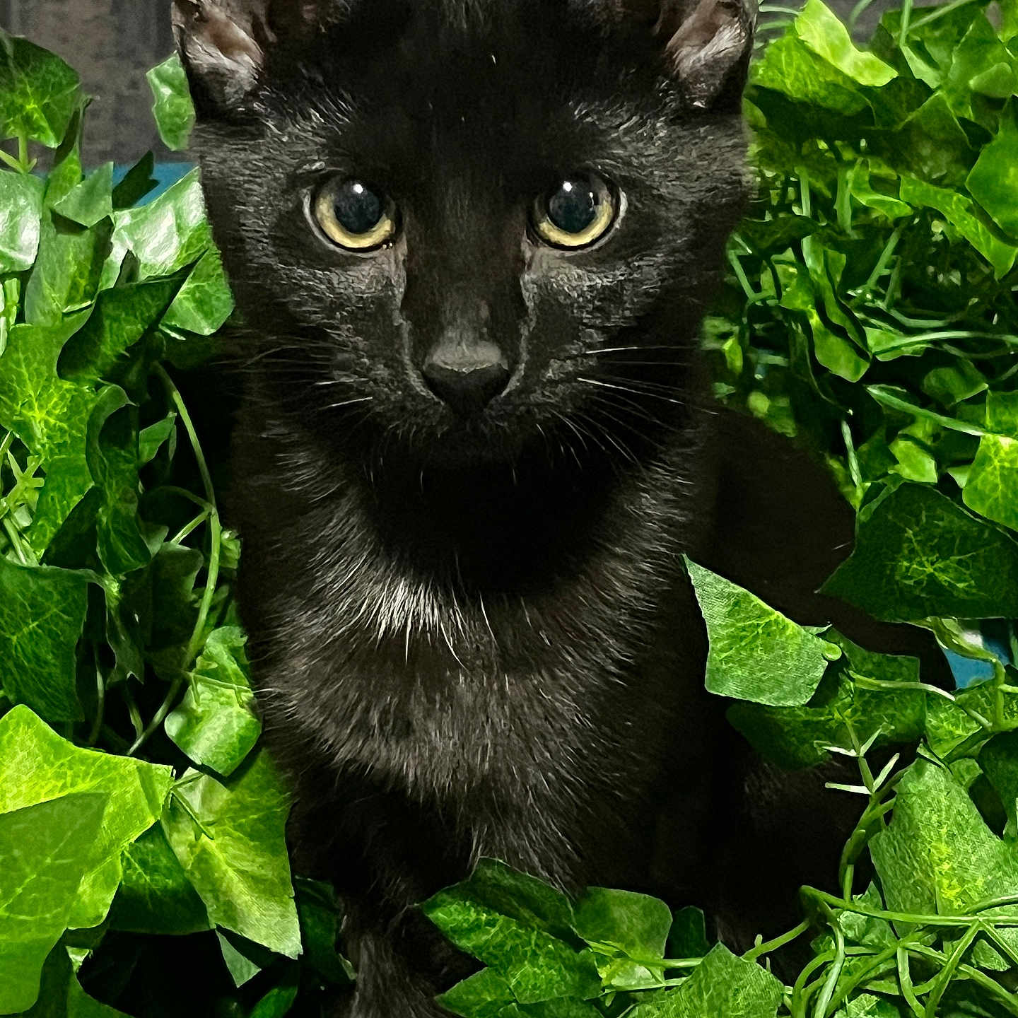 Theodore joined the competition — help win amazing prizes! animal, bird, blackbird, blackcat, cat, green, herbs, ivy, kitten, leaf, manx, pet, plant