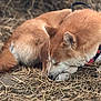 Tao a rejoint le concours — aidez-le/la à gagner de superbes lots ! dog, sleeping, collar, straw, outdoor, fur, resting, animal, pet, brown, tan, closeup, nature, peaceful, curled_up, canine, quiet, relaxation, snout, ears
