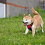 Tao a rejoint le concours — aidez-le/la à gagner de superbes lots ! dog, puppy, shiba_inu, grass, outdoor, greenery, playful, happy, animal, pet, field, yellow_flowers, running, fur, canine, nature, daylight, red_harness, grass_field, young_dog