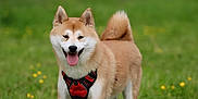 Tao a rejoint le concours — aidez-le/la à gagner de superbes lots ! dog, shiba_inu, animal, pet, outdoor, grass, field, greenery, harness, tongue_out, canine, happy, fur, ears, tail, nature, summer, playful, mammal, walking