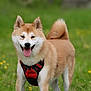 animal, canine, dog, ears, field, fur, grass, greenery, happy, harness, mammal, nature, outdoor, pet, playful, shiba_inu, summer, tail, tongue_out, walking