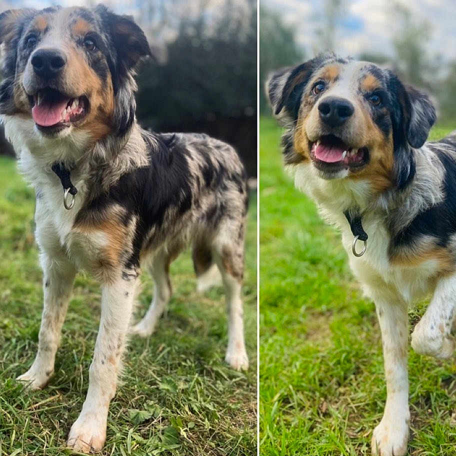 Valda participe au concours pour gagner de l'argent avec cette photo : accessories, animal, art, ball, beagle, canine, cockerspaniel, collage, collie, dog, germanshepherd, grass, hound, pet, plant, puppy, saintbernard, snout, strap, terrier