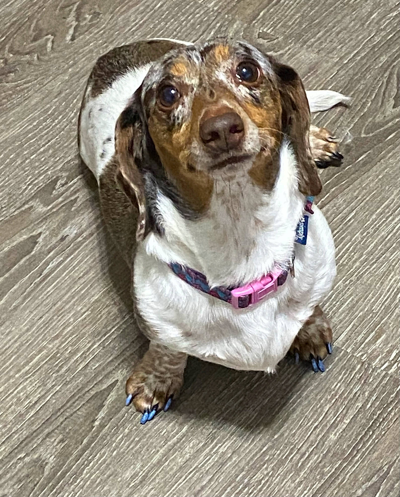 Rimshot is registered to the contest to win money with this photo: canidae, carnivore, collar, companion_dog, dog, dog_breed, dog_collar, eyewear, fashion_accessory, fawn, flooring, fur, gun_dog, leash, liver, pet_supply, snout, sporting_group, wood, working_animal