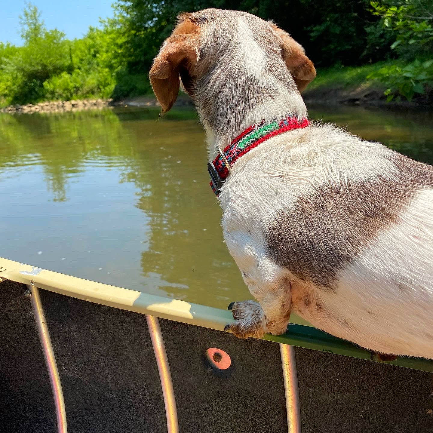 Rimshot joined the competition — help win amazing prizes! carnivore, collar, companion_dog, dog, dog_breed, dog_collar, dog_supply, fawn, grass, gun_dog, lake, leash, liver, pet_supply, plant, snout, sporting_group, tail, water, working_animal