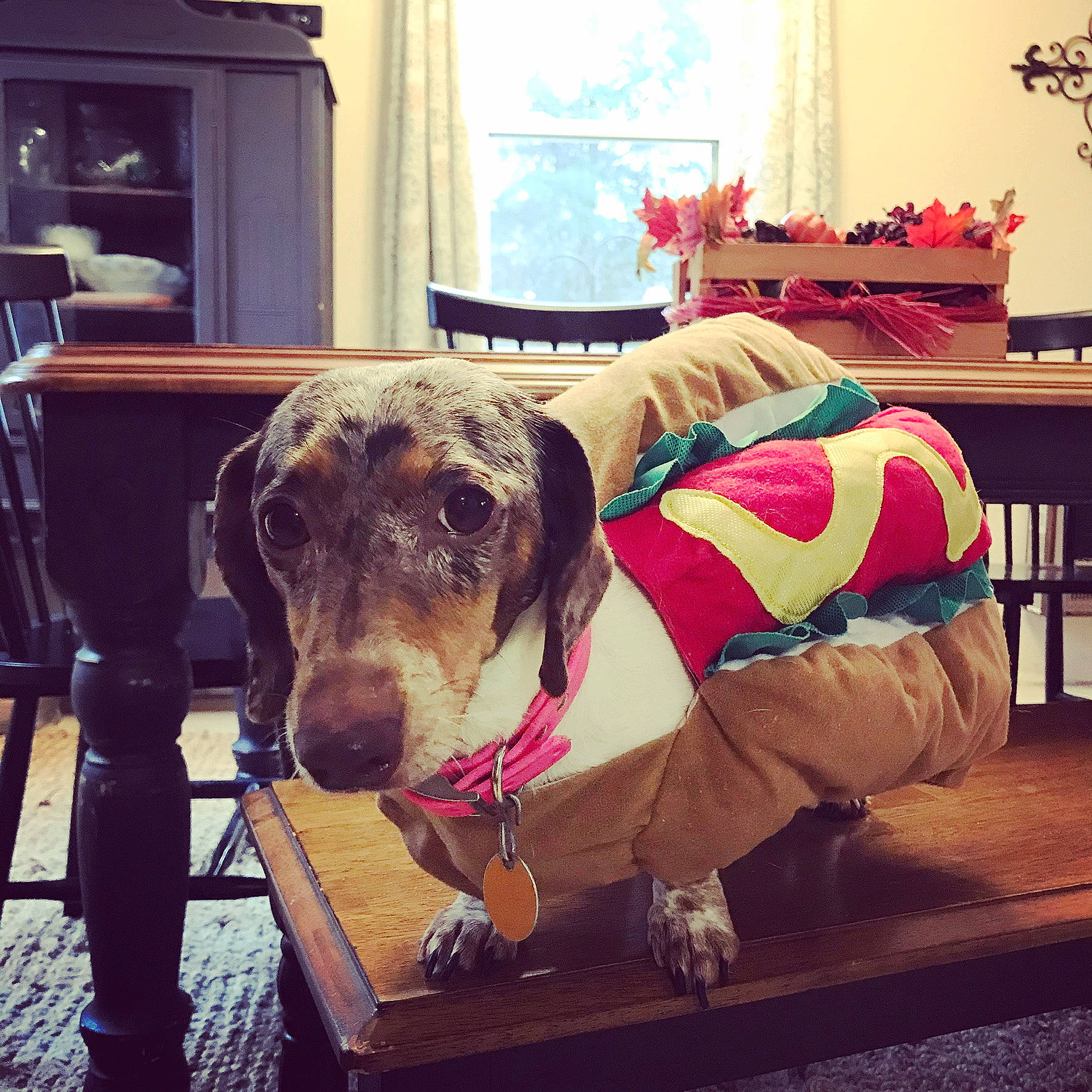 Rimshot is registered to the contest to win money with this photo: carnivore, collar, companion_dog, dog, dog_bed, dog_breed, dog_clothes, dog_collar, dog_supply, fawn, flooring, houseplant, interior_design, kitchen_appliance, mammal, pet_supply, snout, vertebrate, window, working_animal