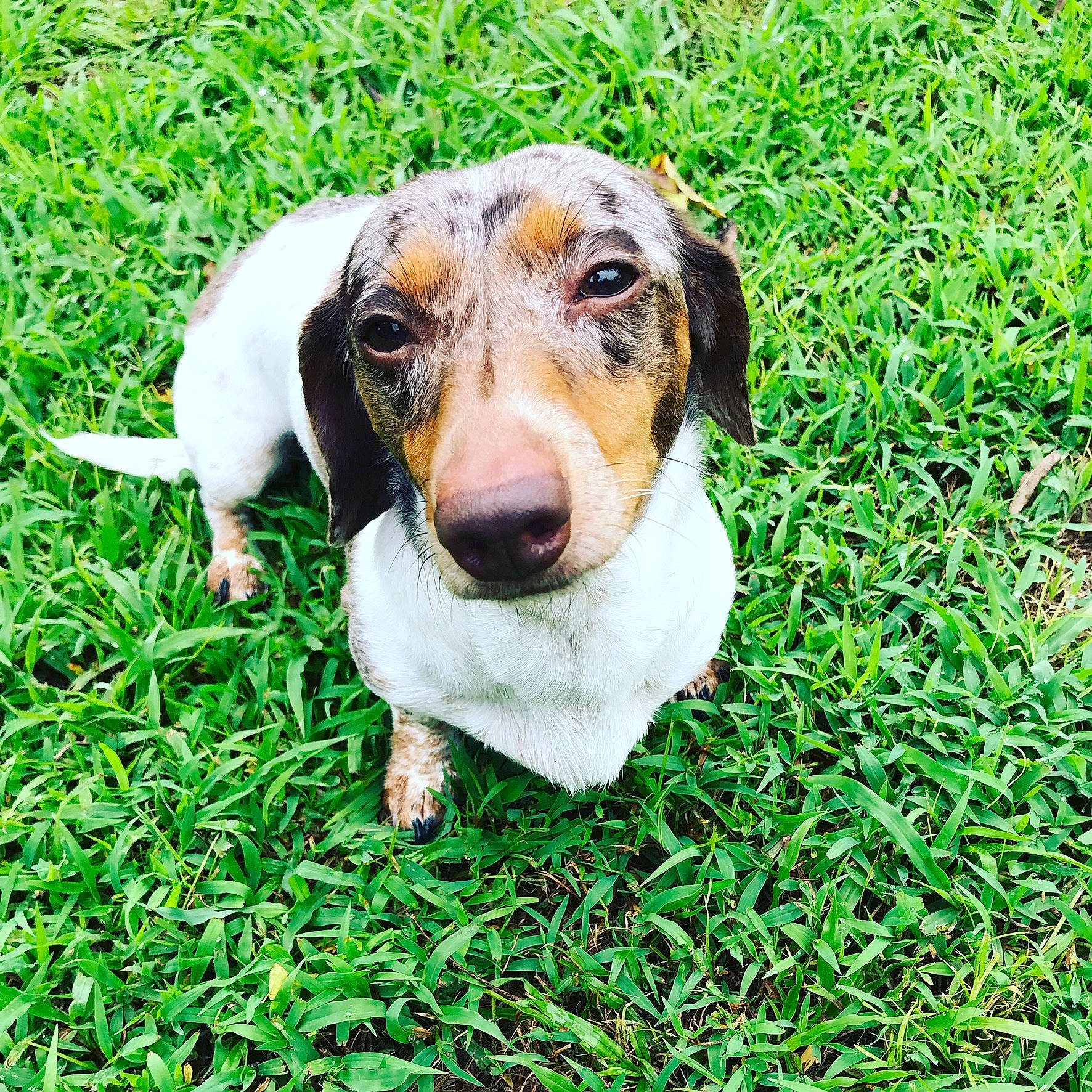 Rimshot is registered to the contest to win money with this photo: canidae, carnivore, circle, companion_dog, dog, dog_breed, fawn, grass, grass_family, groundcover, happy, lawn, people_in_nature, plant, snout, sporting_group, terrestrial_animal, terrier, whiskers, working_animal