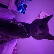 Stormy is registered to the contest to win money with this photo: cat, indoor, bed, blanket, collar, charm, digital_clock, nightstand, purple_light, leopard_print, curious, pet, feline, bedroom, lighting, cozy, wall, decor, animal, sleeping_area
