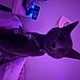 cat, indoor, bed, blanket, collar, charm, digital_clock, nightstand, purple_light, leopard_print, curious, pet, feline, bedroom, lighting, cozy, wall, decor, animal, sleeping_area