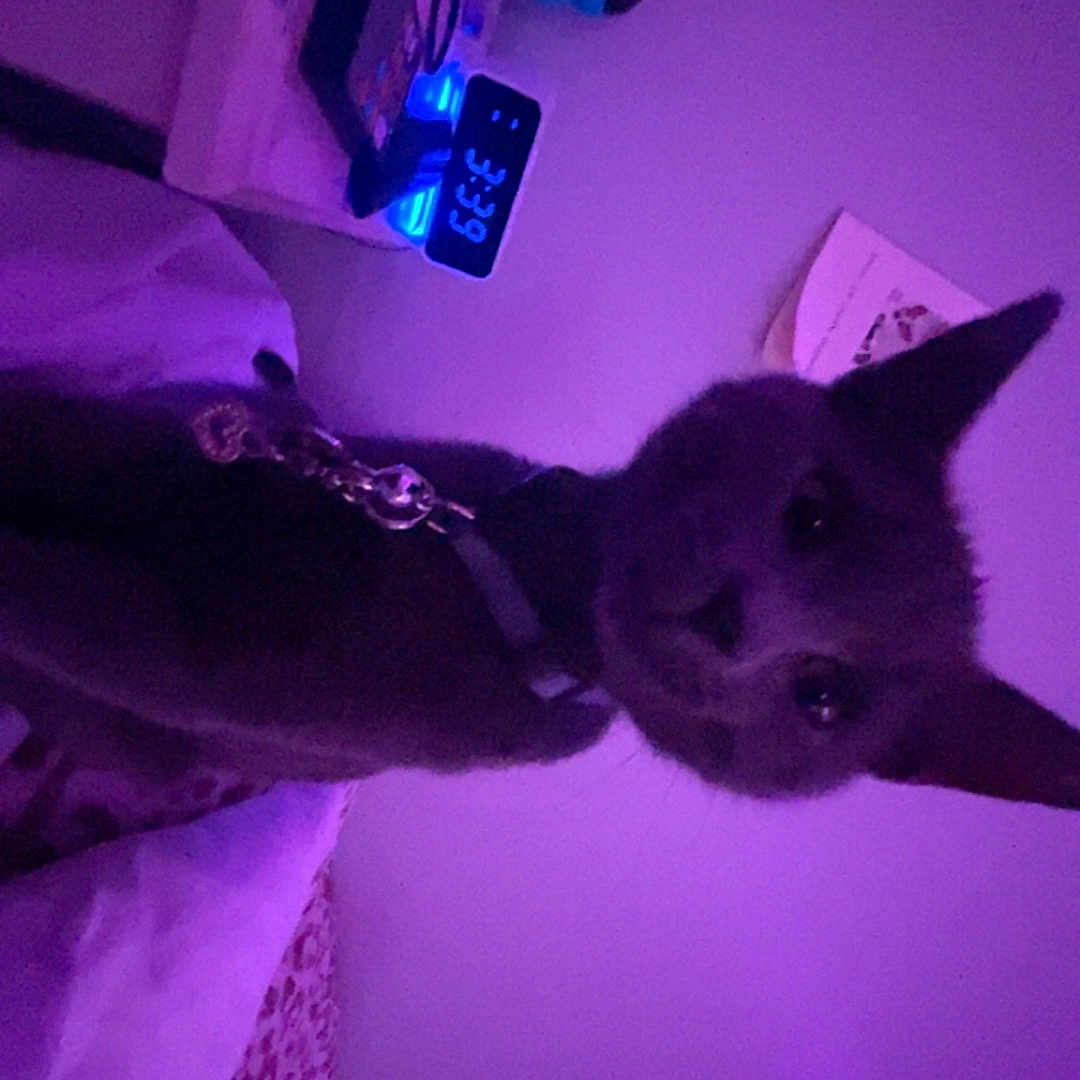 Stormy is registered to the contest to win money with this photo: animal, bed, bedroom, blanket, cat, charm, collar, cozy, curious, decor, digital_clock, feline, indoor, leopard_print, lighting, nightstand, pet, purple_light, sleeping_area, wall