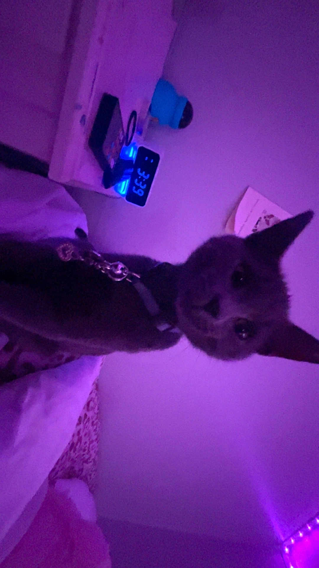 Stormy is registered to the contest to win money with this photo: cat, indoor, bed, blanket, collar, charm, digital_clock, nightstand, purple_light, leopard_print, curious, pet, feline, bedroom, lighting, cozy, wall, decor, animal, sleeping_area