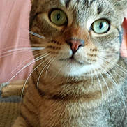 Yokan a rejoint le concours — aidez-le/la à gagner de superbes lots !