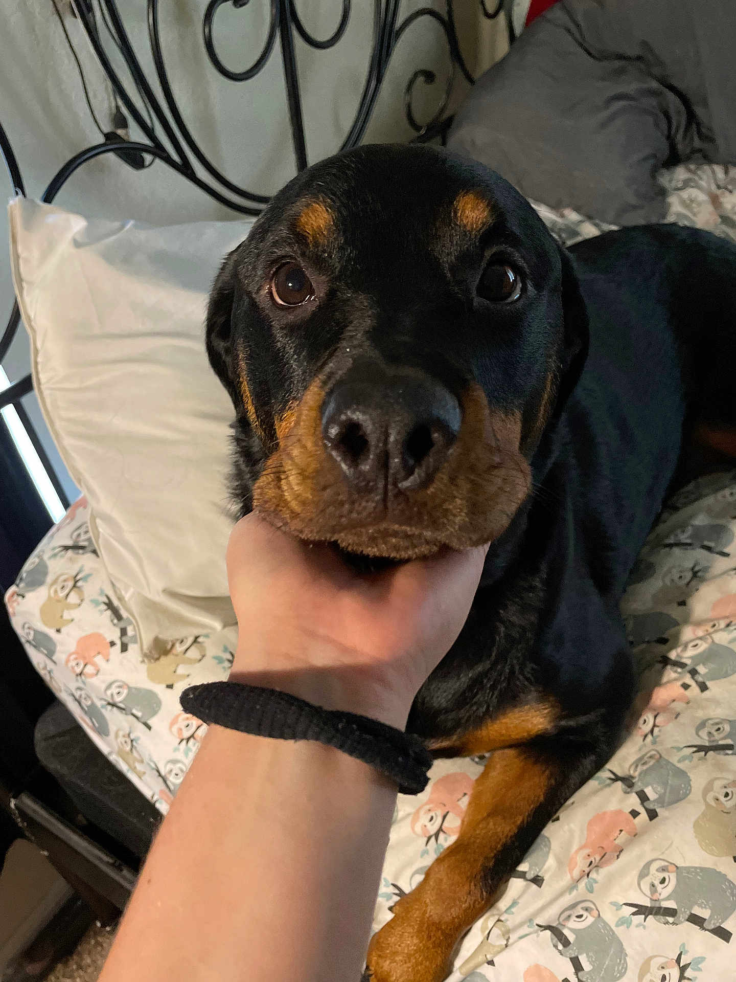 Xena is registered to the contest to win money with this photo: animal, beagle, bed, bedroom, blanket, canine, chair, couch, cushion, dog, furniture, homedecor, hound, indoors, interiordesign, labradorretriever, pet, puppy, room, snout