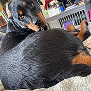 Xena is registered to the contest to win money with this photo: animal, appenzeller, bed, bedroom, box, canine, couch, crib, dog, furniture, homedecor, hound, indoors, infantbed, labradorretriever, linen, pet, puppy, room, shelf