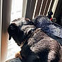 Xena joined the competition — help win amazing prizes! animal, bed, bedroom, blanket, canine, couch, dog, door, furniture, homedecor, hound, indoors, interiordesign, person, pet, puppy, quilt, room, sleeping, window