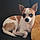 Pepa