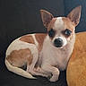 alert, animal, brown_and_white, chihuahua, close_up, couch, curled_up, cushion, dog, ears, eyes, indoor, looking_at_camera, nose, pet, portrait, relaxed, short_hair, sitting, small_dog